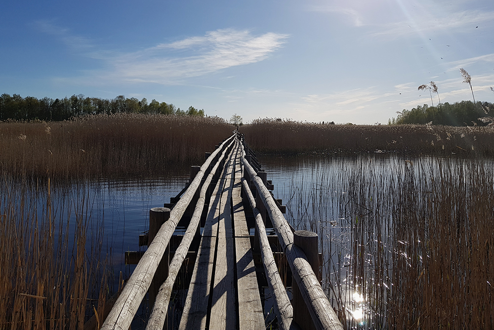 Экотропа на болотах Кемери. Посещение экотроп — одно из главных развлечений в Латвии в целом