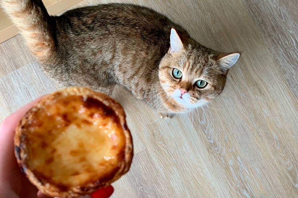 Наш кот Паштел, названный в честь португальского пирожного «Паштел⁠-⁠де⁠-⁠ната»