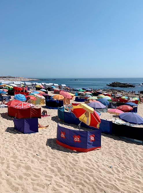 Пляж на севере Португалии. С помощью таких заборов люди прячутся от ветра и песка