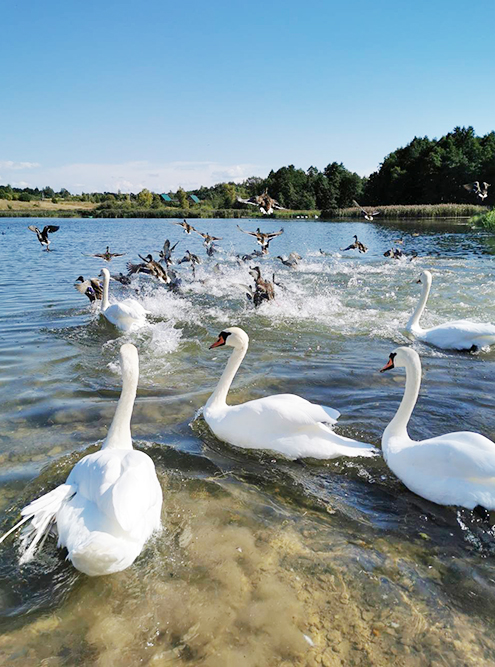 Лебеди на Городищенском озере в Изборске