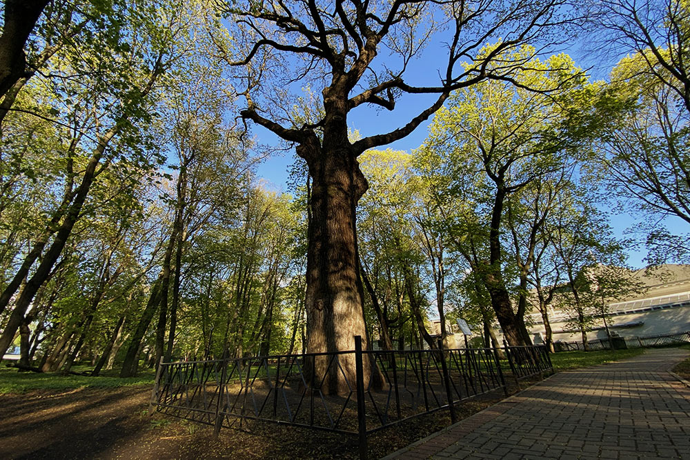 Двухсотлетний дуб на территории парка