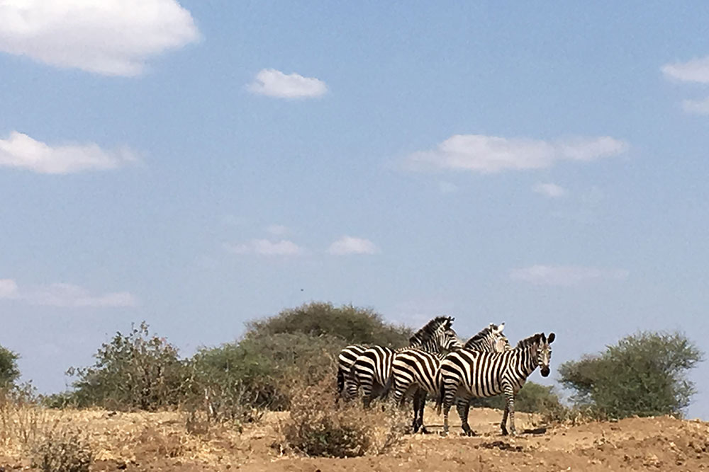 А это сцена из национального парка Тарангире. В статье расскажу, в какое время лучше ехать на сафари, чтобы увидеть побольше африканских зверей