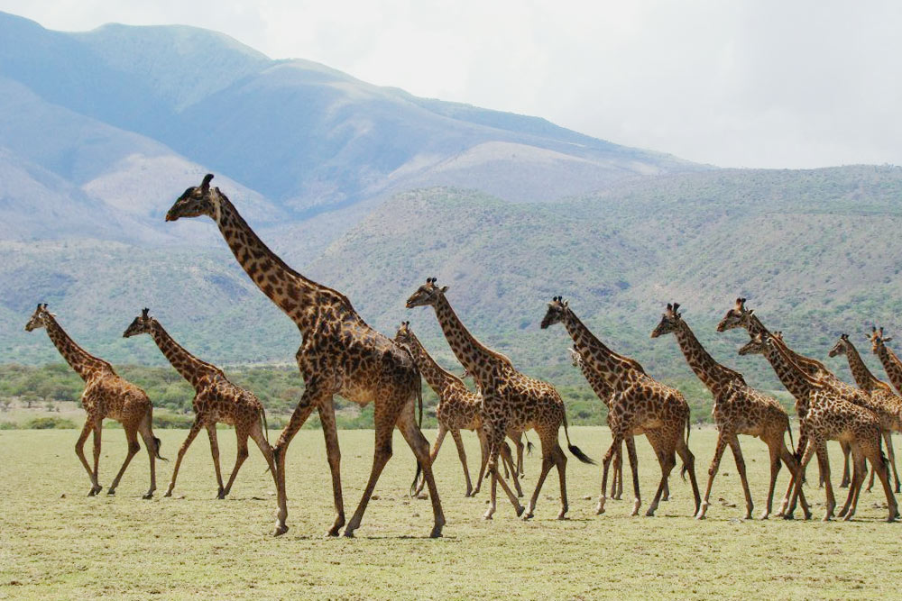 Стада жирафов, грациозно бредущие вдоль горизонта, в парке Серенгети. По неведомой мне причине жирафы смотрят в одном направлении. Так же синхронно они меняют направление