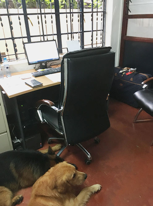 Мой офис и местные собаки