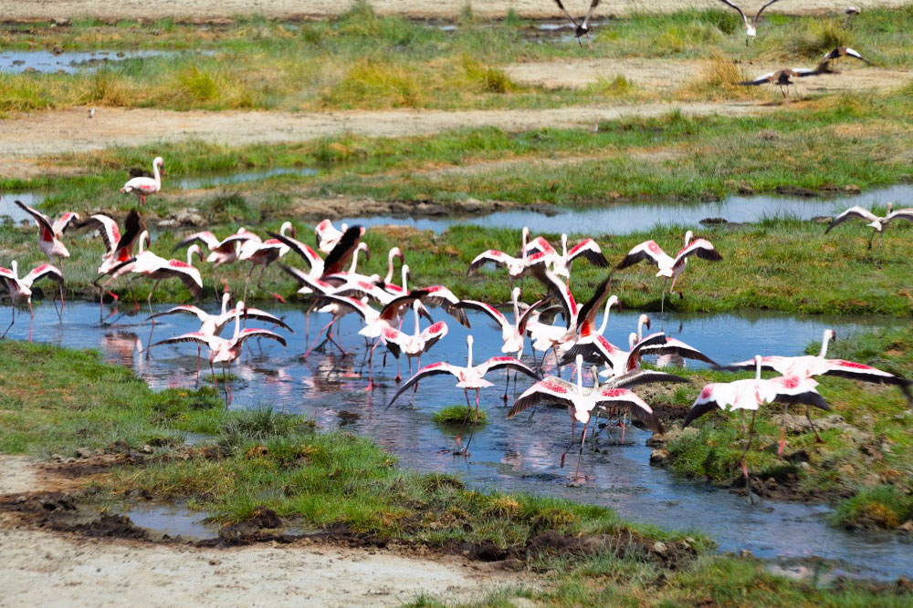Фламинго в Тарангире. Издалека озера выглядят полностью розовыми
