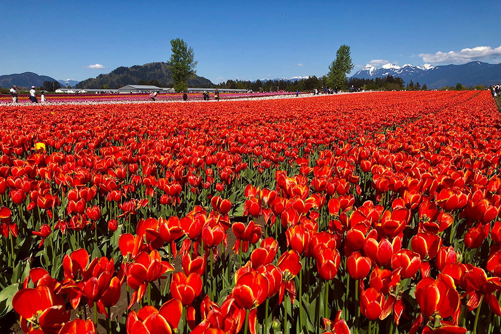 На фестивале тюльпанов в окрестностях Ванкувера посетители гуляют по разноцветным цветочным полям. Сюда приезжают за запоминающимися фотографиями