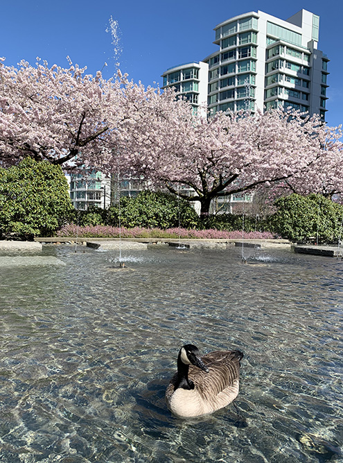 Пик цветения сакуры в Ванкувере обычно приходится на апрель и длится всего пару недель