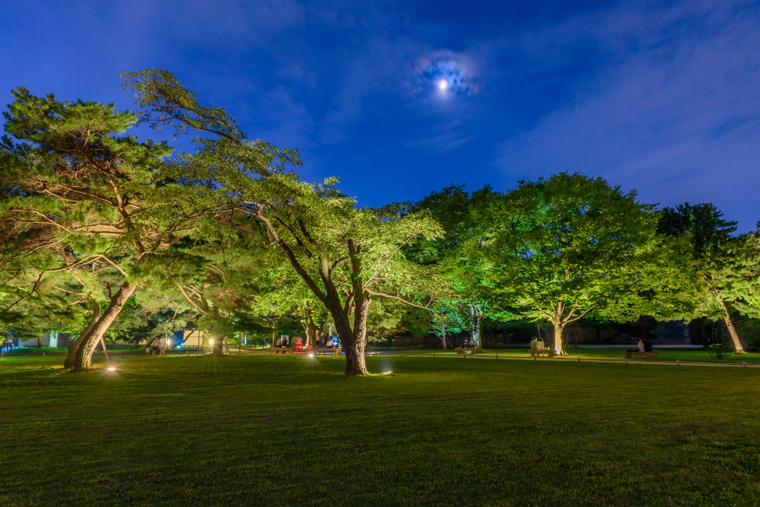 Подсветка деревьев снизу выделяет растения на участке. Здесь у дальнего дерева не соблюдено правило охранной зоны под кроной, но иногда возможны отступления в угоду красоте. Фото: Daengpanya Atakorn / Shutterstock
