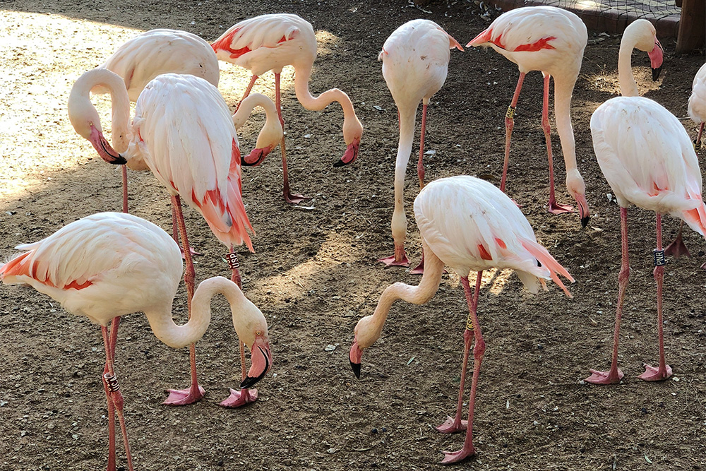 Розовые фламинго живут не только в зоопарке, еще они прилетают зимовать на соленые озера Лимасола и Ларнаки