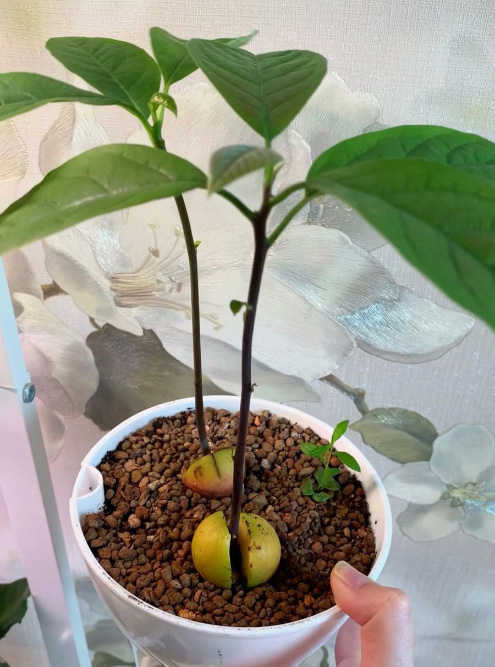 Подросшее авокадо