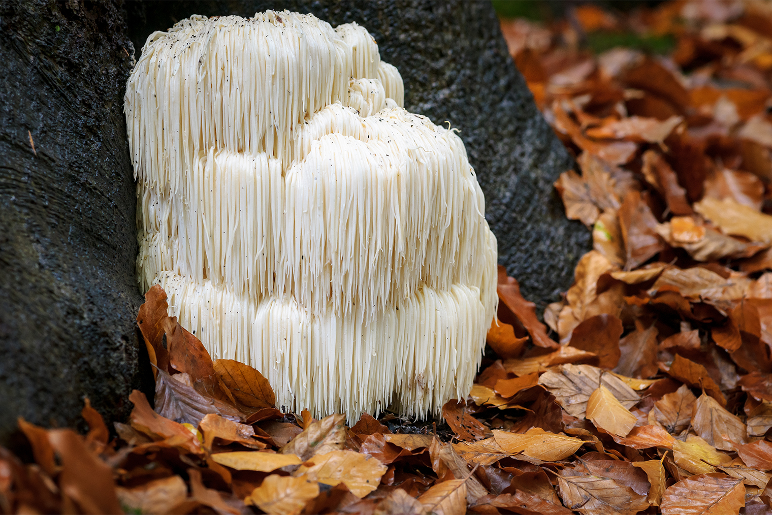 За свой необычный внешний вид ежовик гребенчатый получил названия «грибная лапша», «дедова борода» и «львиная грива». Фотография: fotografiecor.nl / Shutterstock / FOTODOM