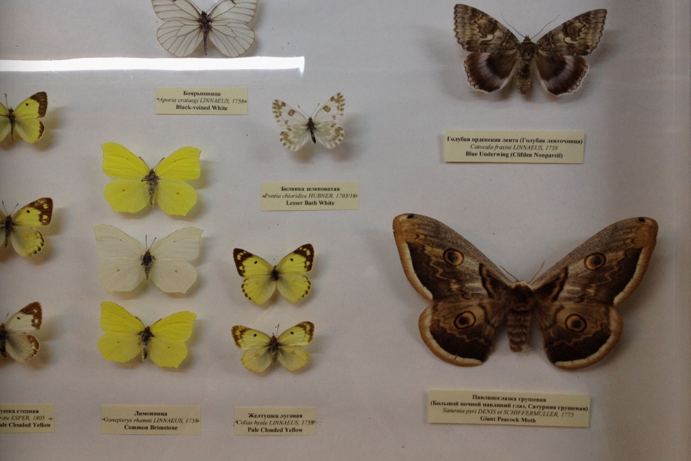 Владимир Набоков был уверен: бабочки созданы, чтобы радовать глаз человека