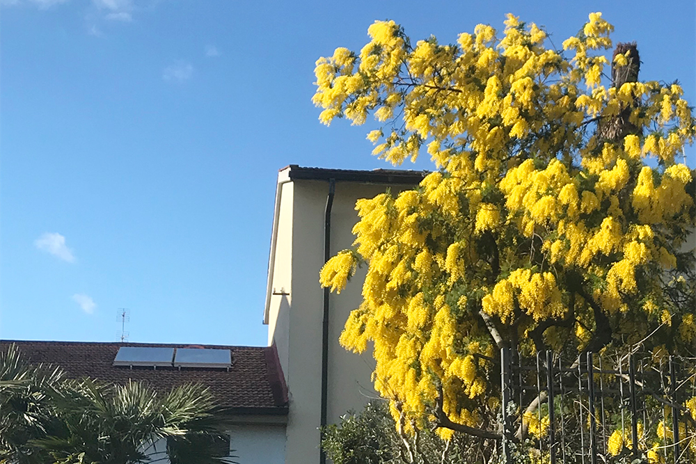 Деревья во Флоренции начинают цвести в феврале. Так цветет мимоза
