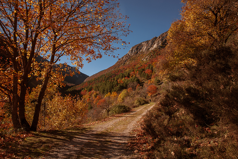 Осенью мы ездим в горы, чтобы посмотреть золотую осень. Самое красивое время — ноябрь