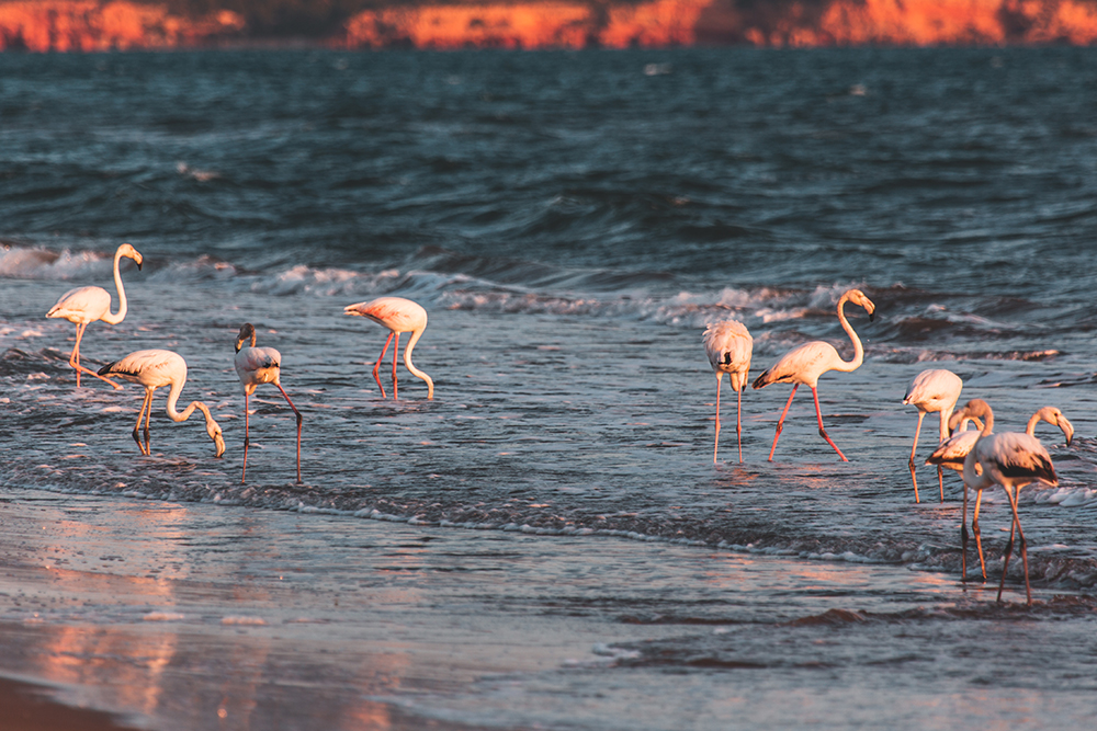 Фламинго прямо на берегу моря в Дельтебре
