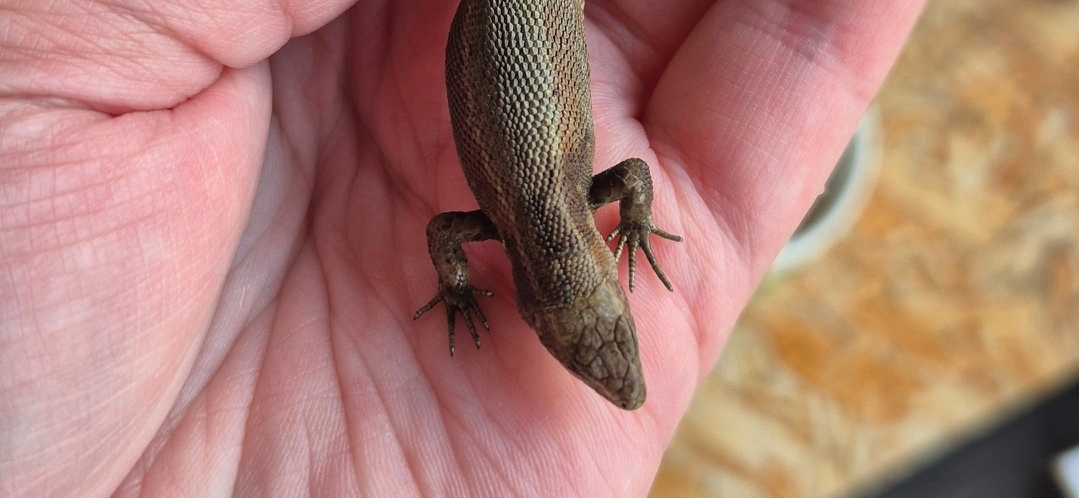 Фото питомца: ящерица Степан лежит на ладони и никуда не спешит