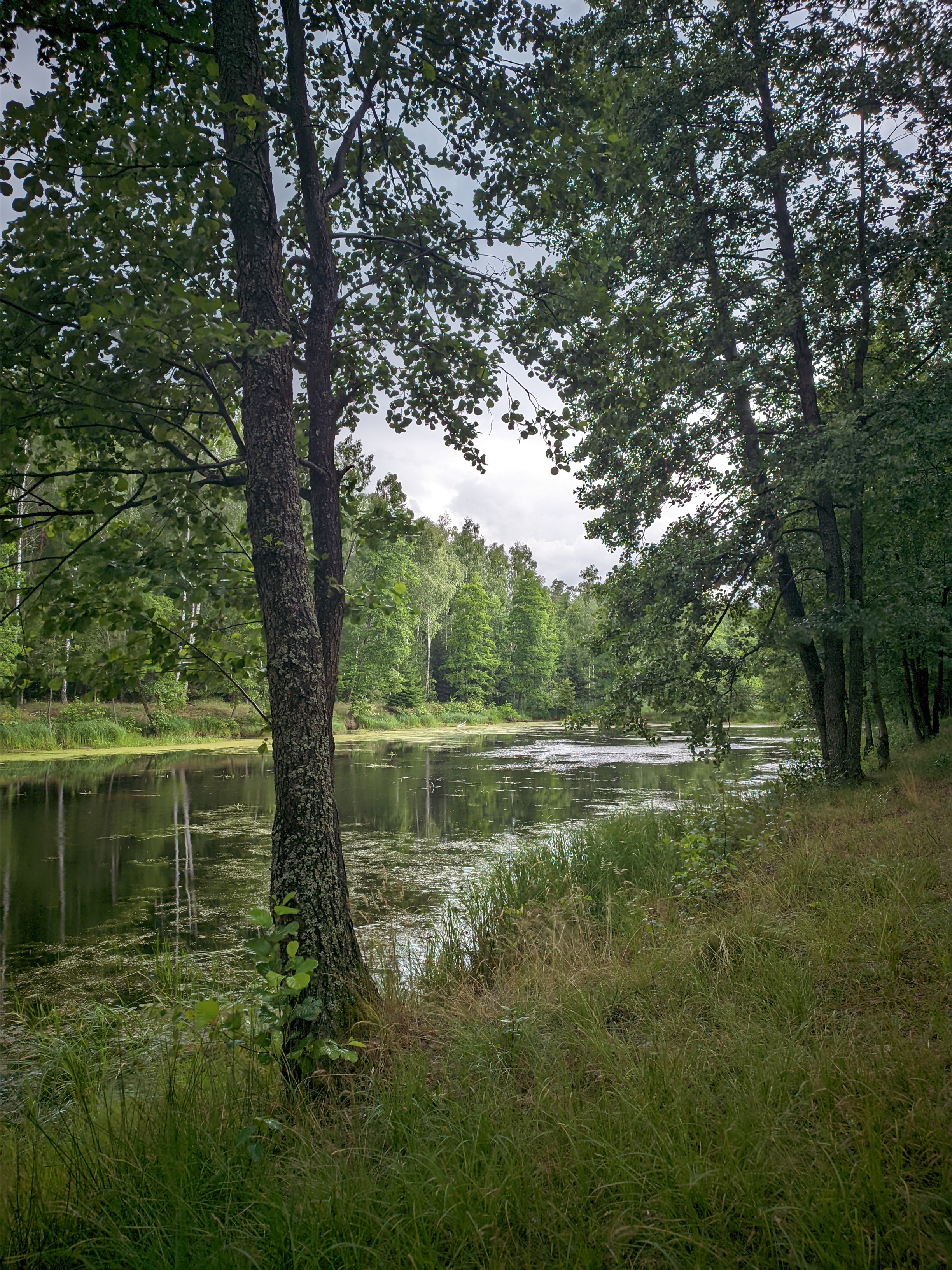 Лесное озеро