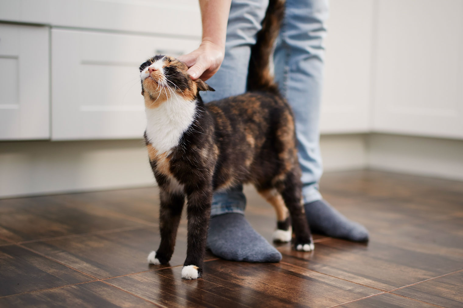 Если после разлуки кошка трется о вас мордой и оборачивает хвост вокруг ноги — она точно рада вас видеть. Фотография: Chalabala / iStock