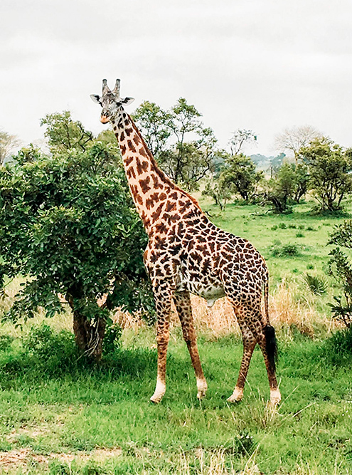Жирафы огромные — встань я рядом, оказалась бы ростом с жирафью ногу