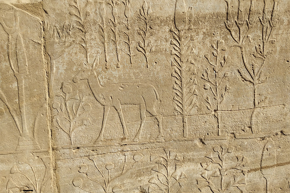 Фрагмент «ботсада» Тутмоса III