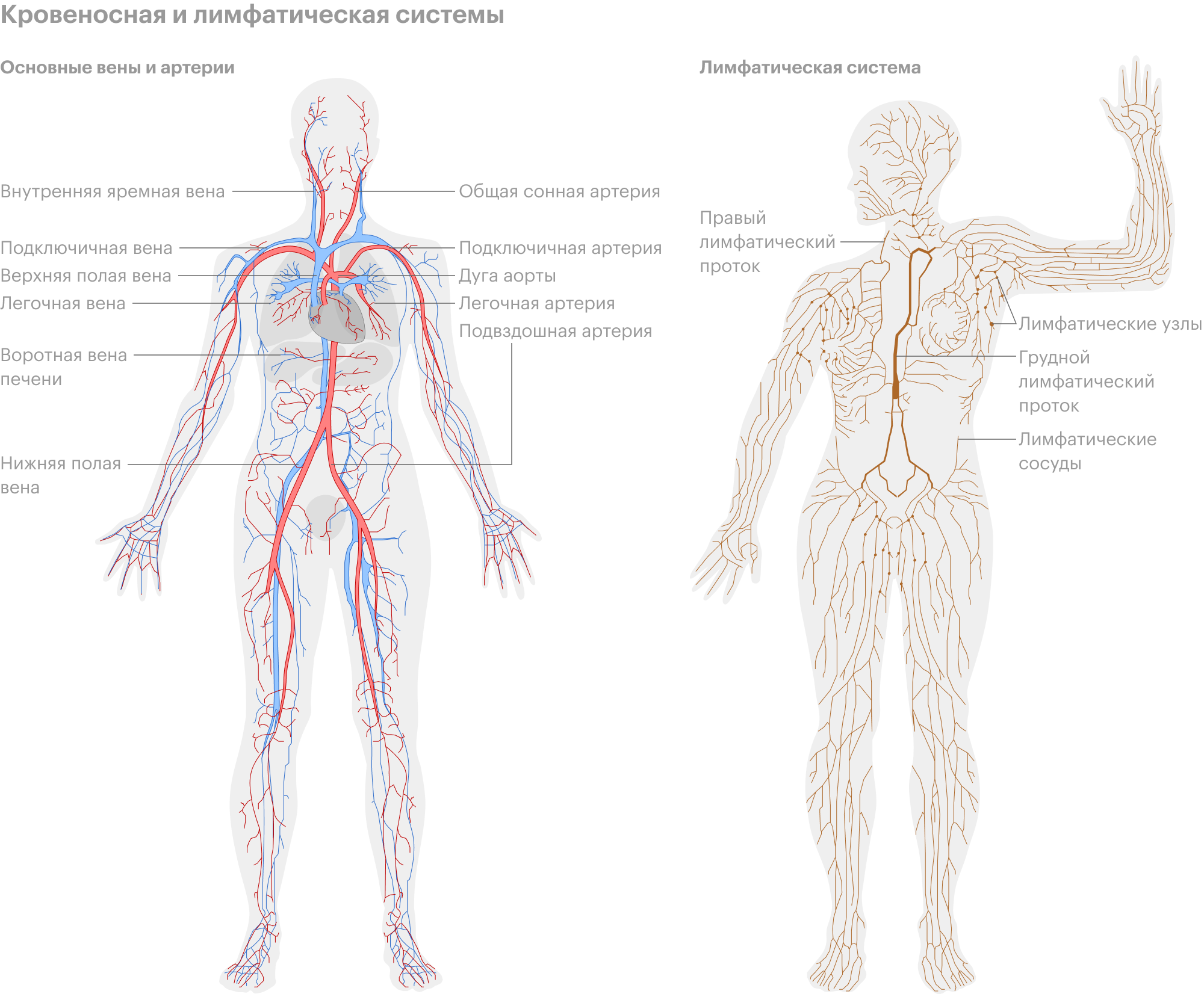 Лимфатическая система человека схема. Кровеносная и лимфатическая система человека схема. Лимфосистема человека схема движения лимфы. Лимфатическая система человека рисунок. Лимфосистема схема