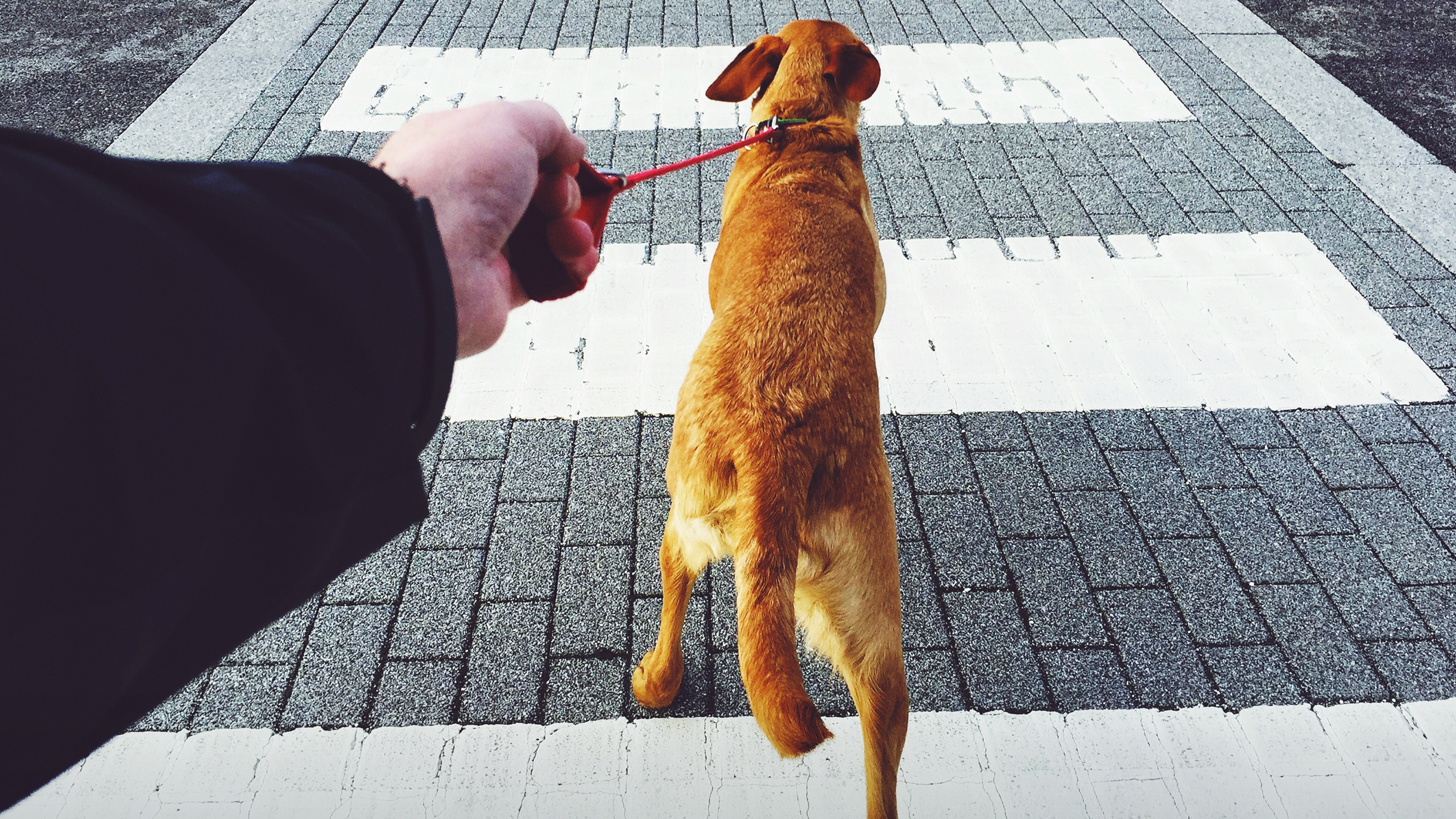 Как правильно выгуливать собаку и как часто