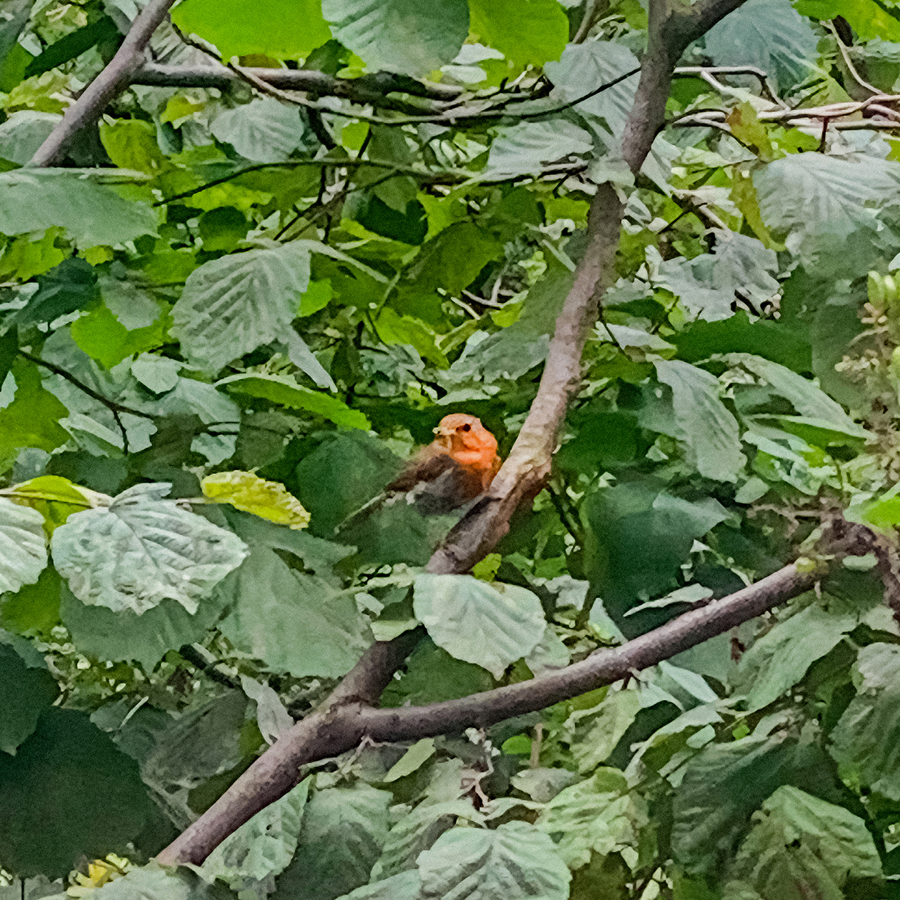 Та самая любопытная зарянка