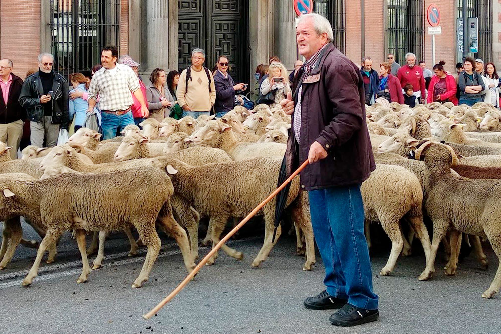 Праздник перегона овец в Мадриде. Ежегодно в конце осени отары проводят через центр города по отрезку маршрута, по которому в старину пастухи перегоняли овец с севера на юг Испании перед наступлением холодов. На фото — пастух