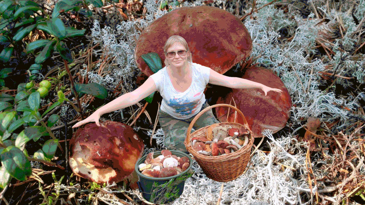 Личный опыт: я зарабатываю на лесных грибах до 200 тысяч рублей