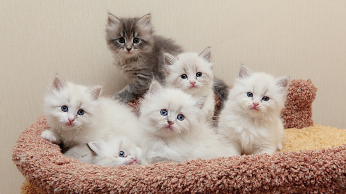 Сколько стоит вырастить сибирских котят