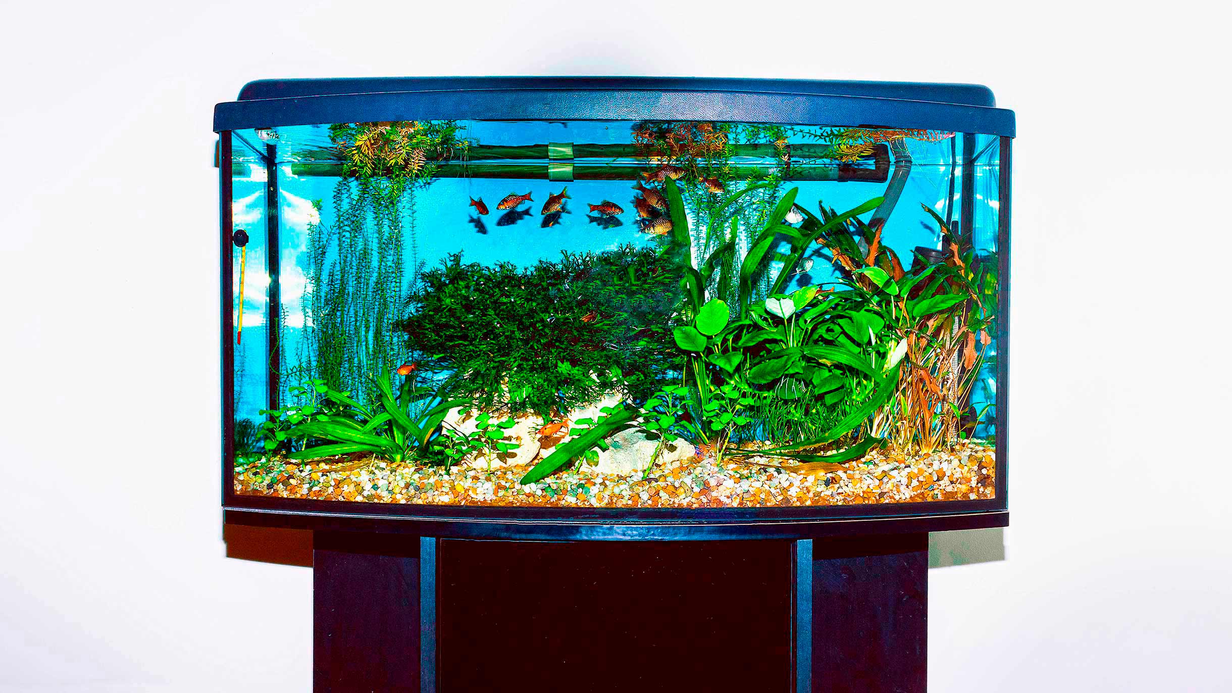 Мастер-класс: аквариум своими руками
