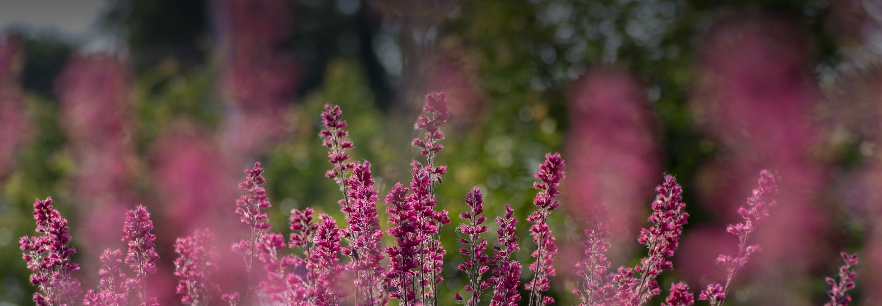 Посадить и любоваться: 12 неприхотливых садовых цветов
