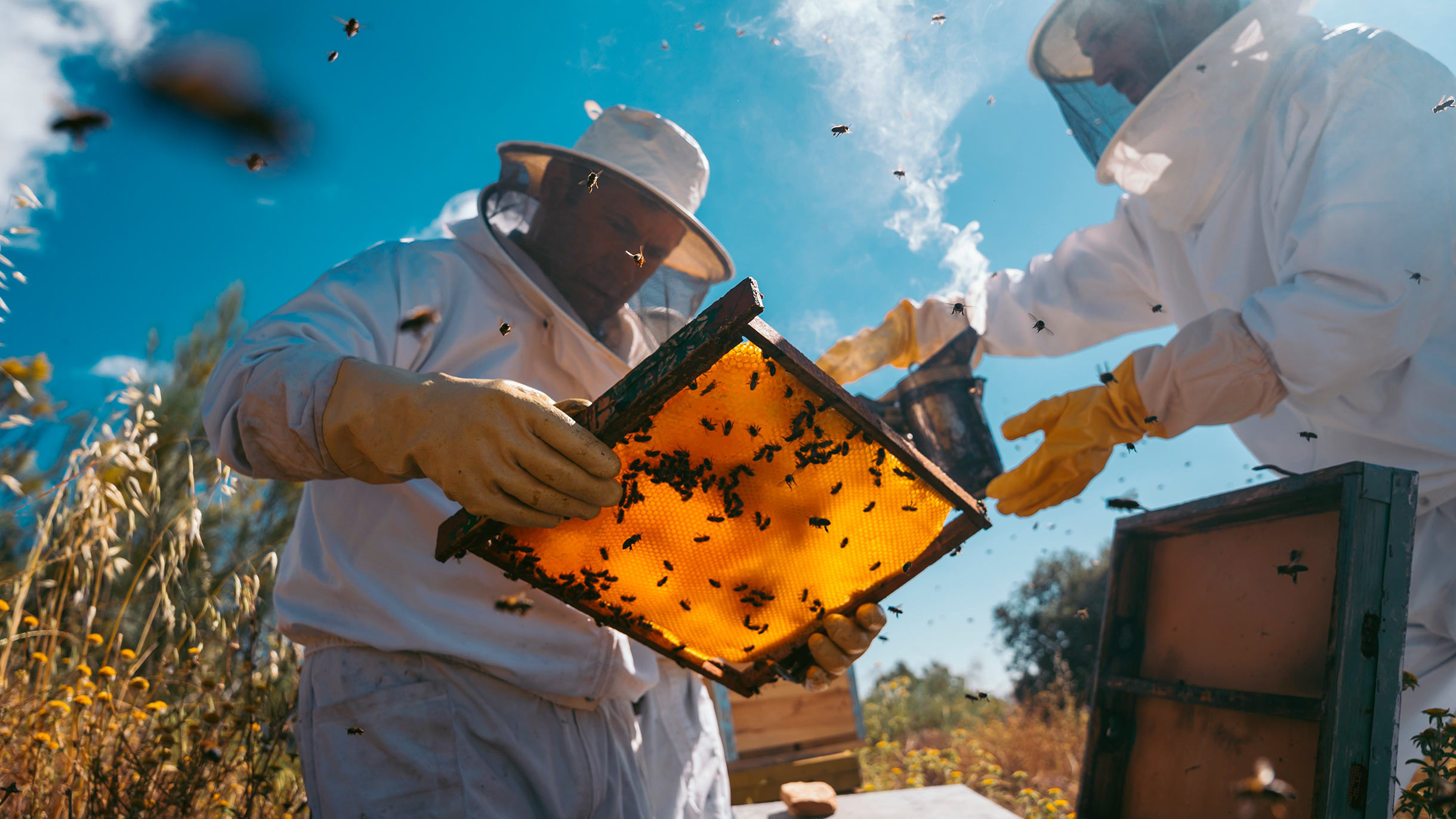 Ульи для пчел: виды и их особенности