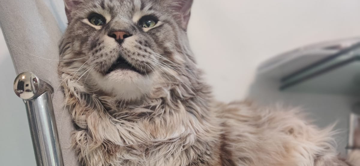 Фото питомца: мейн-кун Гоша отдыхает на стуле