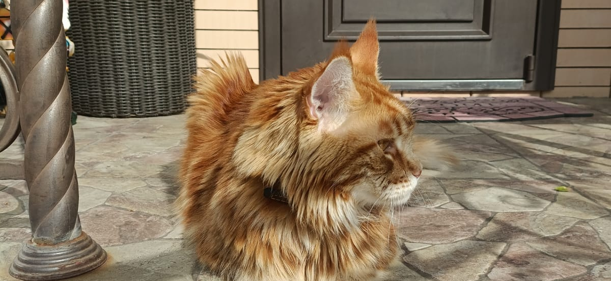 Фото питомца: мейн-кун Леонардо охраняет дом