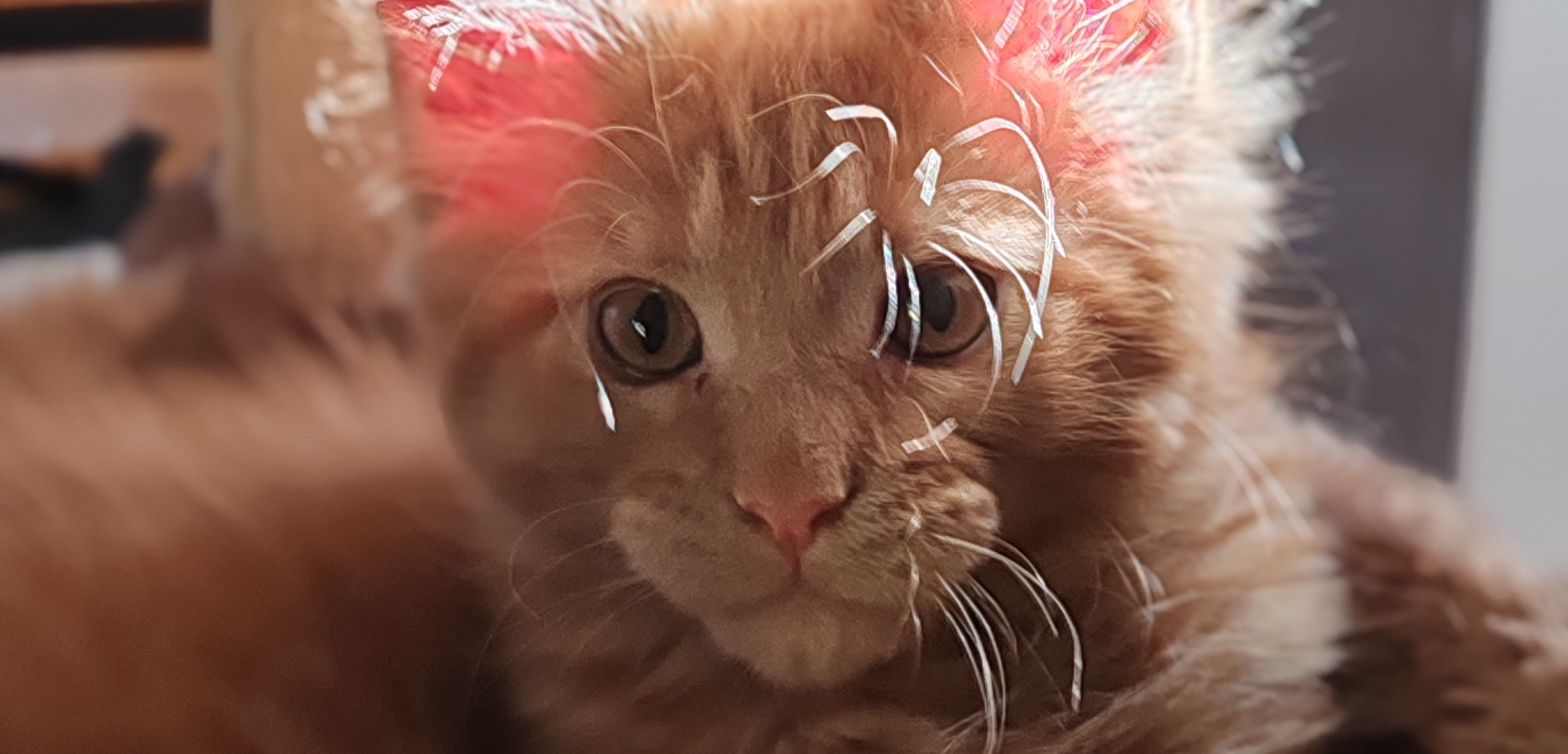 Фото питомца: мейн-кун Лев Иванович живет свою лучшую жизнь