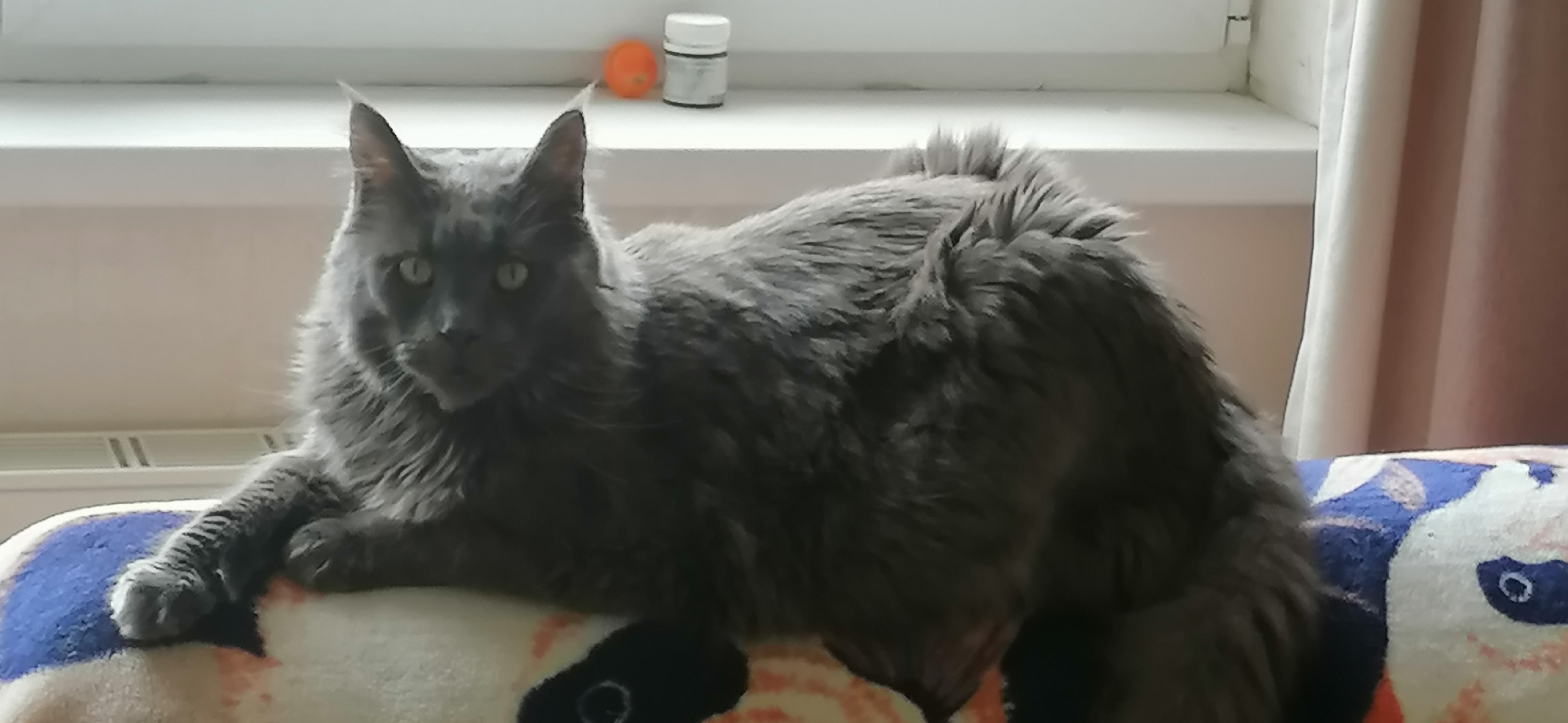 Фото питомца: мейн-кун Люся наслаждается жизнью дома