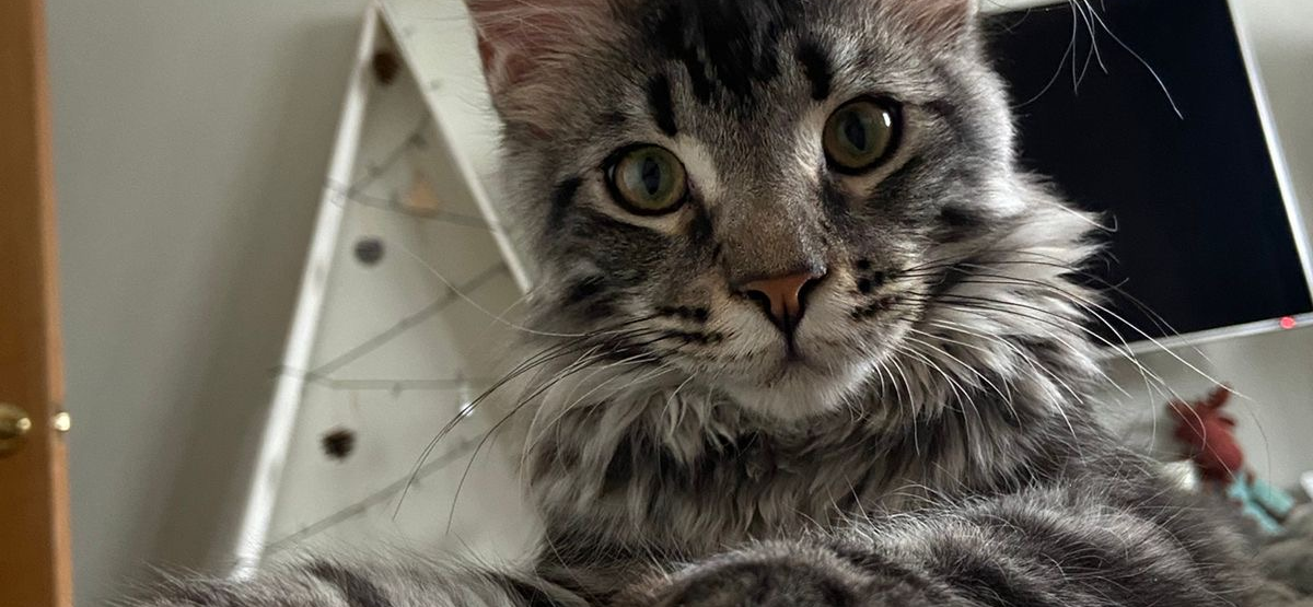 Как я искала мейн-куна с документами и что скрывали от меня заводчики