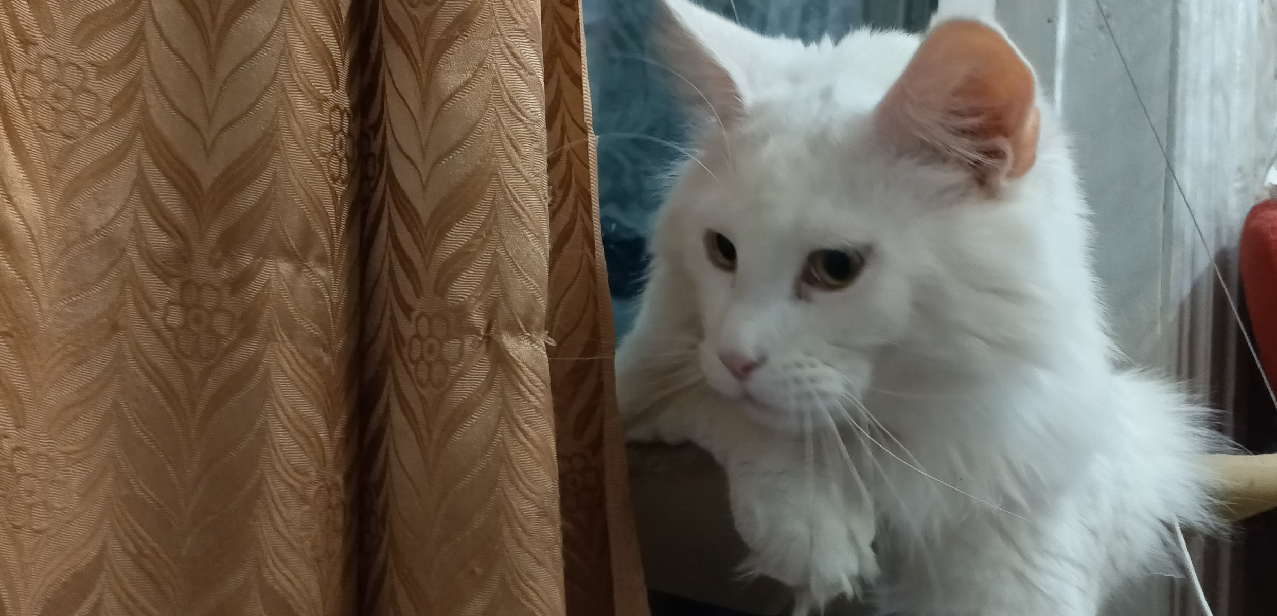 Фото питомца: мейн-кун Себастьян контролирует обстановку