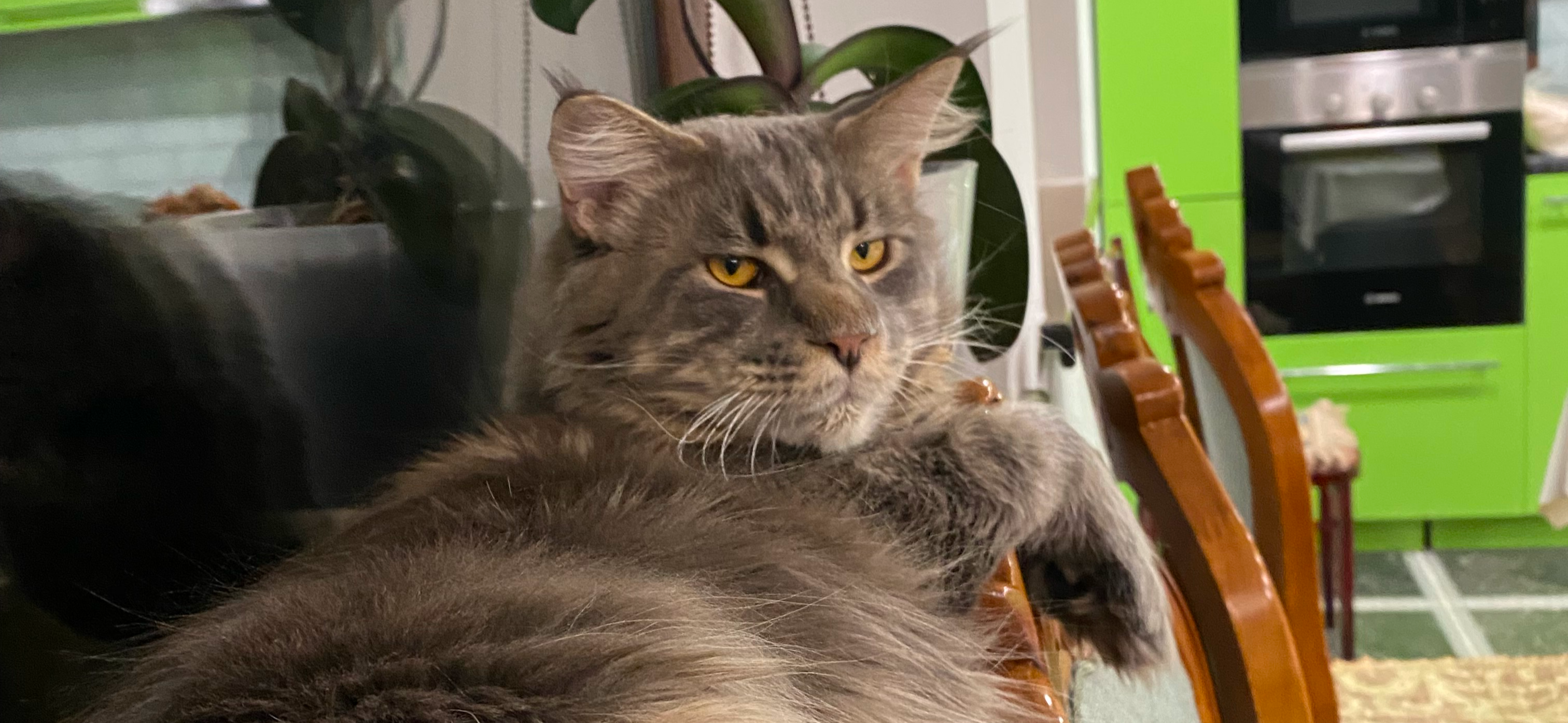 Фото питомца: мейн-кун Сильвер наслаждается жизнью