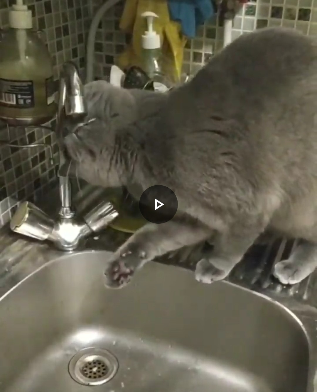 Наш котик пьёт воду из крана. Не знаю как ваши котики и кошечки,но наш это делает так. Лапку грациозно отставляет,чтобы как следует напиться. Это видео. Пока я не могу вам показать его,так как нет возможности это сделать,но скрин помог в этом )