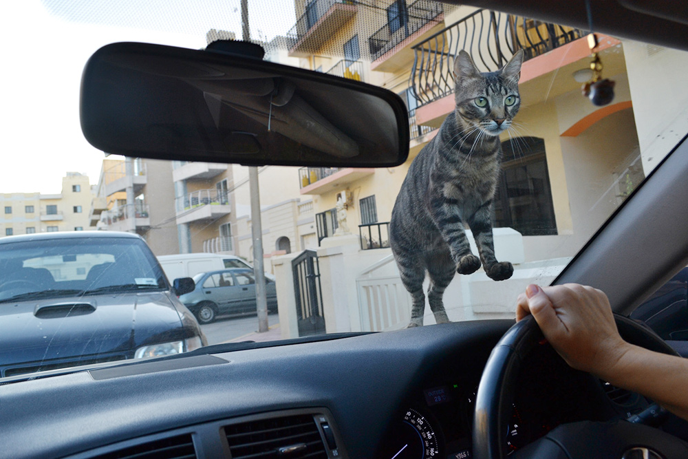 На машинах часто спят коты: их на Мальте много