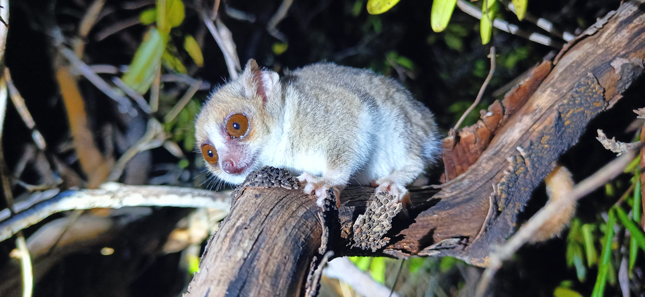 «Потрясающая природа, уникальные растения и животные»: как мы съездили в Мадагаскар