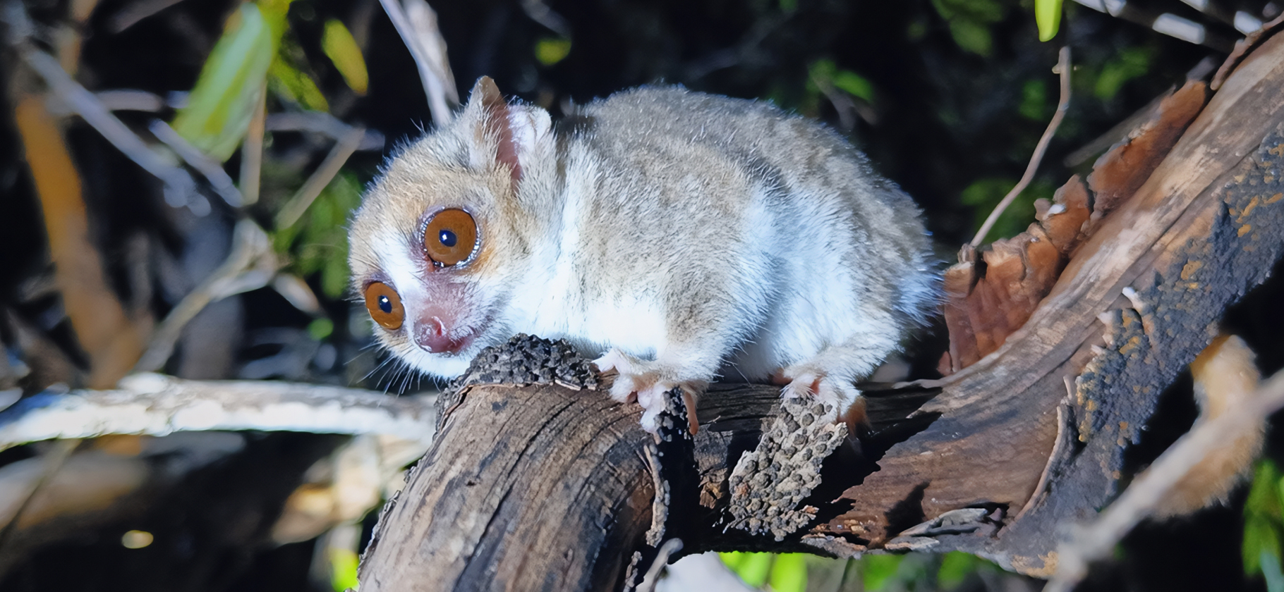 Как мы путешество­вали по Мадагаскару на арендо­ванной машине с водителем