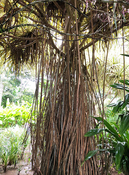 Лианы — мои любимые растения в тропиках
