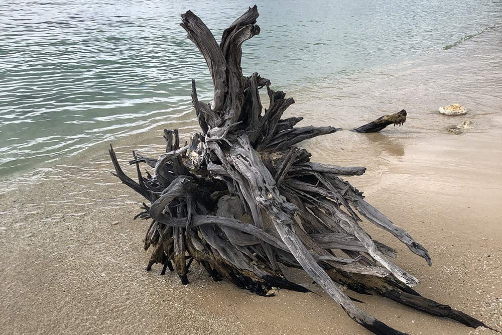 Отполированные водой остатки дерева на пляже «Сент⁠-⁠Анн»