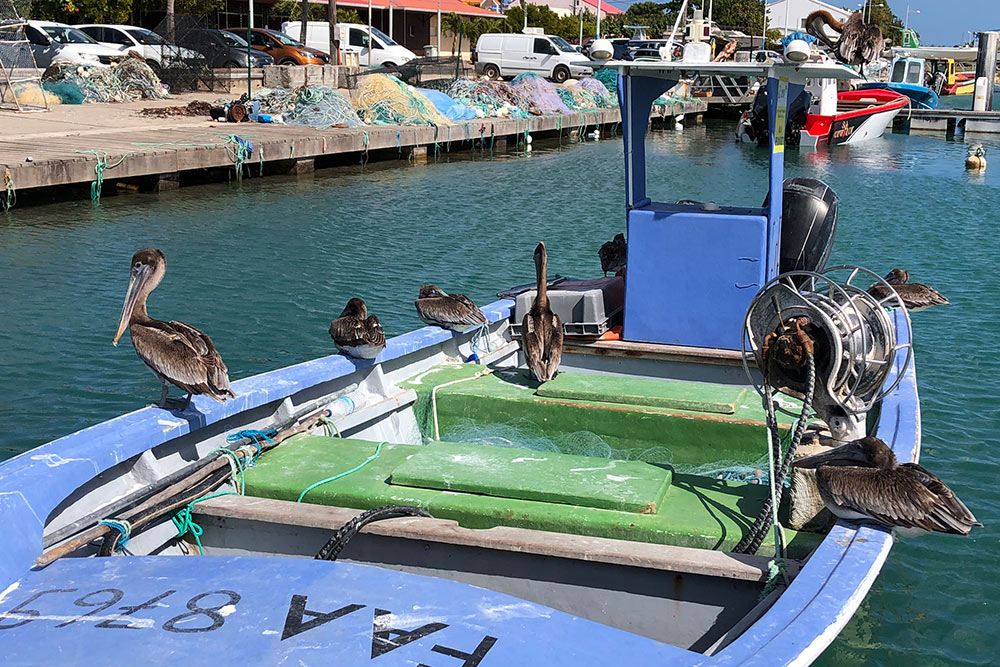 Пеликаны в рыбацком порту Гваделупы были сытые, ленивые и внимания на нас не обращали