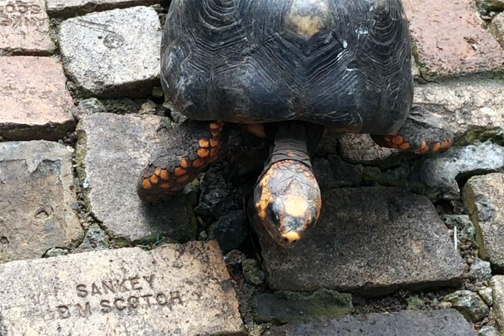 Целеустремленная черепаха ползет по тропинке в парке живой природы на Барбадосе