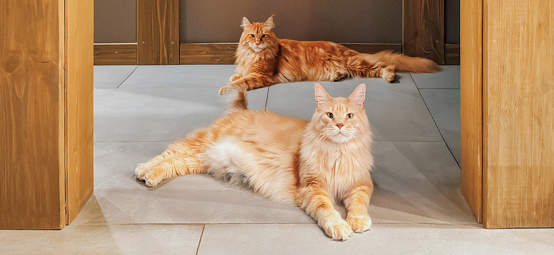 «Просто покупаем все, что им нужно»: мы тратим 133 330 ₽ в год на содержание двух мейн⁠-⁠кунов