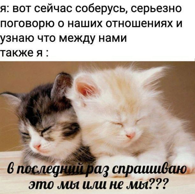 Мем «Мы или не мы» с котами, собаками, капибарами и другими животными используется как способ признаться в чувствах и начать разговор об отношениях. Источник: pikabu.ru